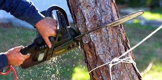 Best Lawn Pest Prevention  in Tipton, CA