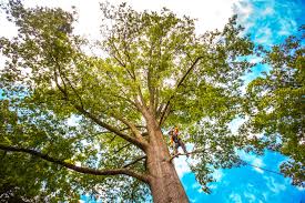 Best Lawn Maintenance Plans  in Tipton, CA