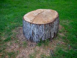 Best Commercial Tree Services  in Tipton, CA