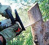  Tipton, CA Tree Removal Pros