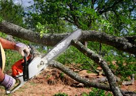 Best Tree Disease Treatment  in Tipton, CA