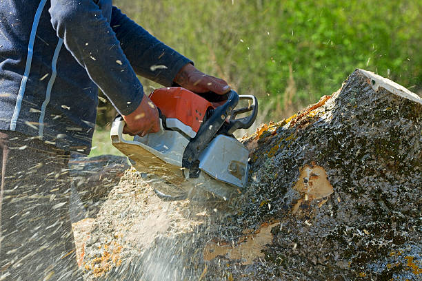 How Our Tree Care Process Works  in  Tipton, CA