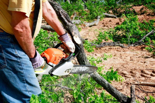 Best Lawn Drainage Solutions  in Tipton, CA